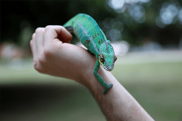 Zoo to You