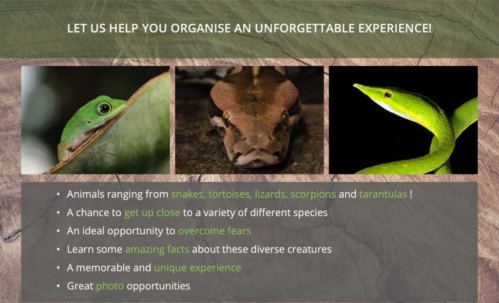 Illustration of Reptile Care Financing Options