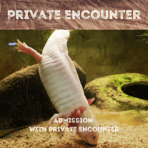 General Admission with Private Encounter