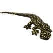 Funkyland L Gecko Ocellated Velvet