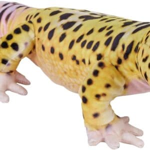 Leopard Gecko